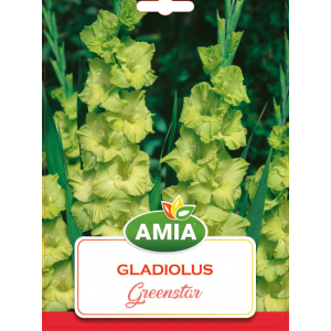 Bulbi Gladiole Greenstar, calibru 12-14, 7 bucati, AMIA